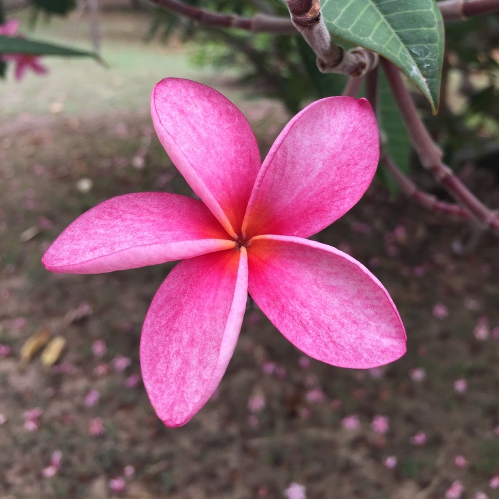 Meet your Posher, Margarita